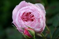 La Vie en Rose by Dorothy Reid